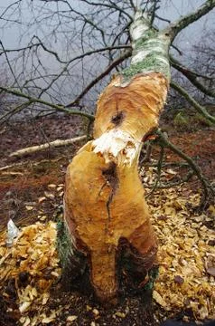 Chopped tree Stock Photos