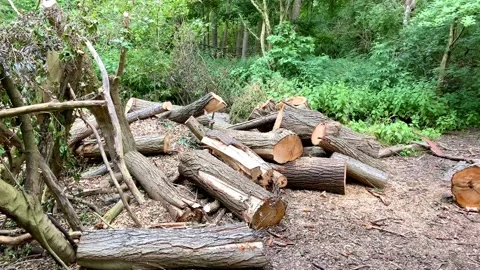 Chopped tree trunks and logs lay on forest floor Stock Footage 132892717