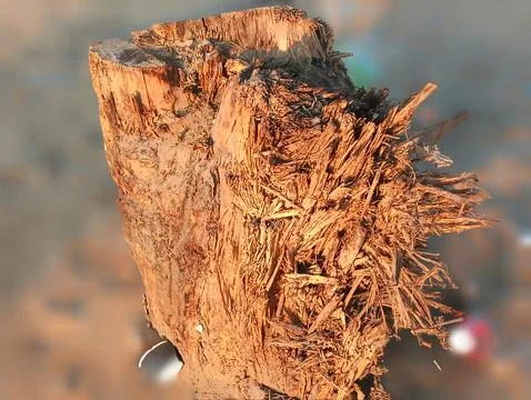 Chopped tree trunk,tree stump with blur background Foto stock