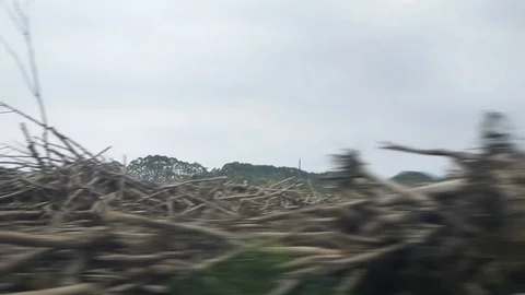 Chopped Trees Drive-By RtoL Stock Footage 78334208