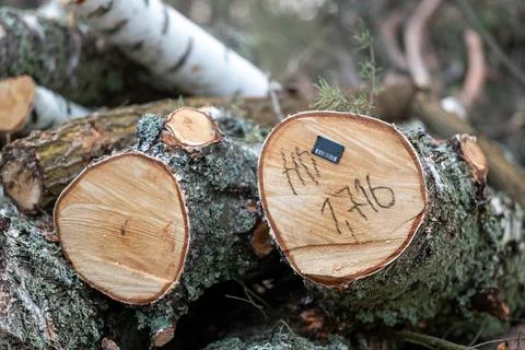 Chopped trees in the forest, cutting woods, legal tree felling concept Stock Photos
