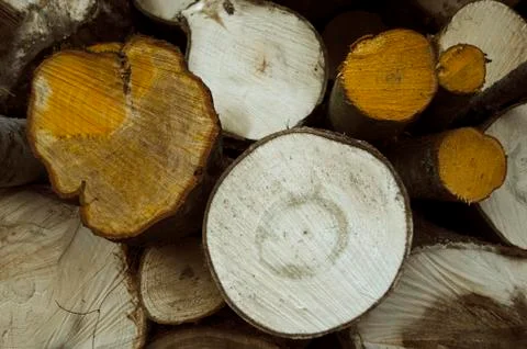 Chopped trees Stock Photos