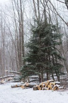 Chopped trees in woods Stock Photos