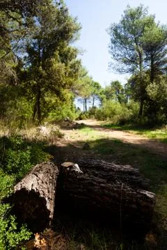 Chopped Trunks Stock Photos