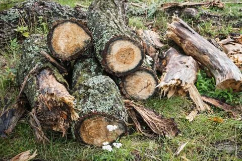Chopped wood Stock Photos