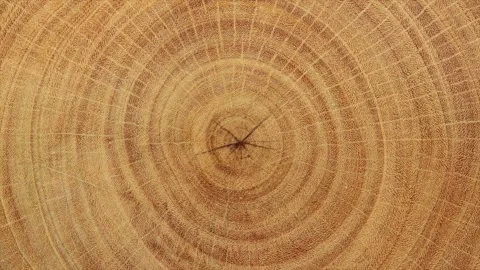 Chopped wood tree pattern zooming out with other stacked timber backgrounds Stock Footage 272785592