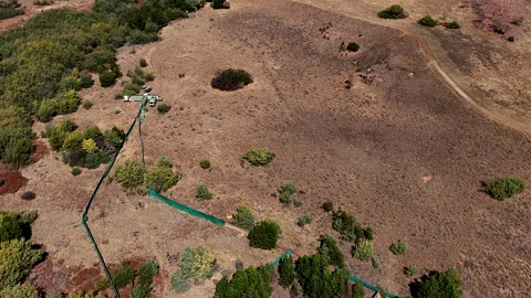 Chopper directs wildebeest onto loading trucks for capture and relocation Video stock 315653628