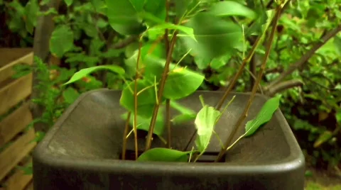 Chopper gets Branches - Variant 1 Stock Footage 788407