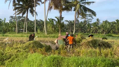 Chopper of grass and branches. Asian people immerse the grass in chopper working Video stock 201194385