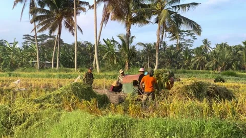 Chopper of grass and branches. Asian people immerse the grass in chopper working Vídeos de archivo 208585375