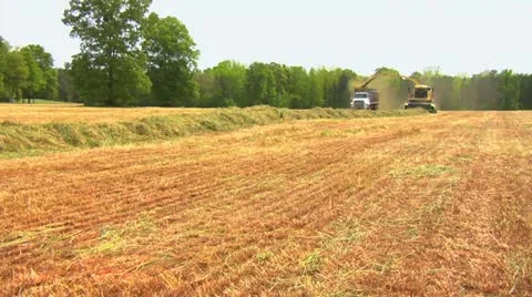 Chopper in hayfield with two trucks Stock Footage 11129230