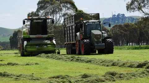 Chopper &amp; tractor trailer driving closer, loading grass cuttings into Video stock 97698763