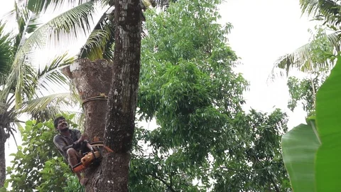Chopping Down Big Branch from Tree Top Stock Footage 87713556