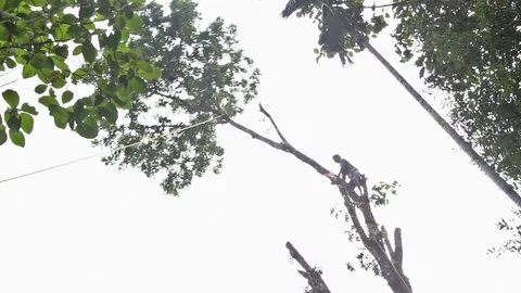 Chopping Down Tree Canopy Stock Footage 88183375