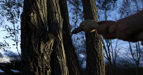 Chopping down a tree with an silex ax 스톡 동영상 61263865