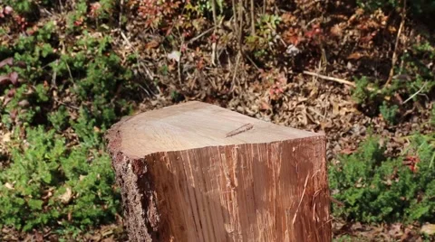 Chopping firewood Stock Footage 43734540