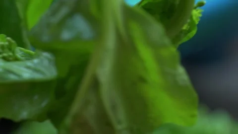 Chopping greens leafy or sarson ka saag Stock Footage 274399848