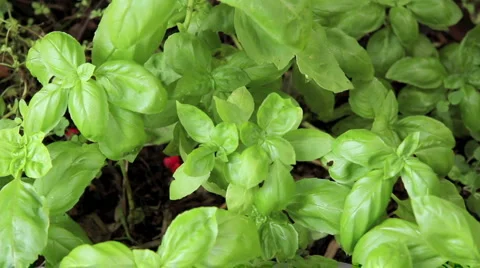 Chopping Herbs Video stock 965228