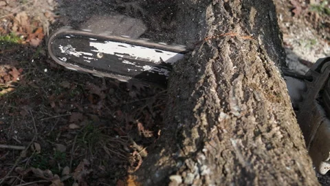 Chopping a log Vídeo Stock 149693745