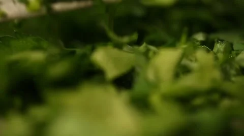 Chopping Parsley Close Up Stock Footage 49498534