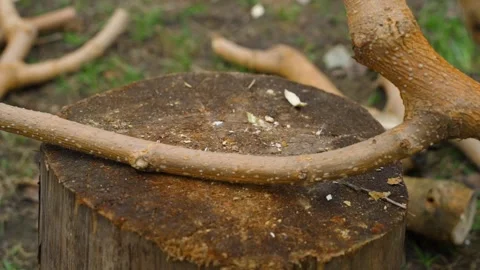 Chopping tree branches with an axe on a wooden stump close-up Stock-Footage 342811999