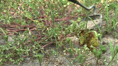 Chopping weeds 스톡 동영상 27597650