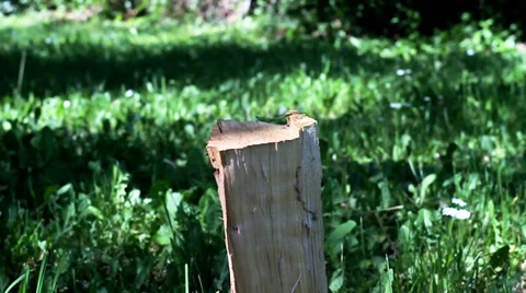 Chopping Wood with an Axe. Stock Footage 34748447