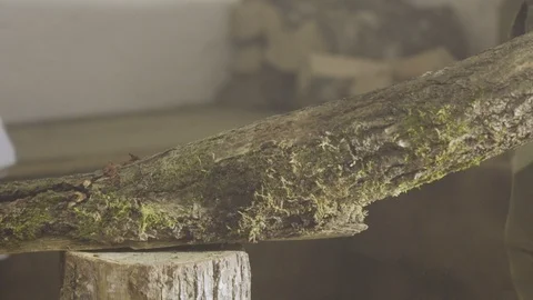 Chopping wood with axe Stock Footage 103260294