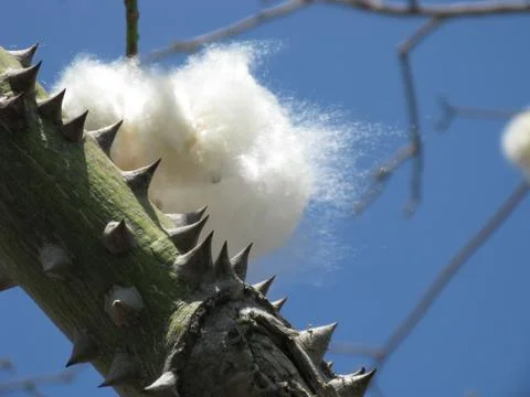 Chorisia Stock Photos