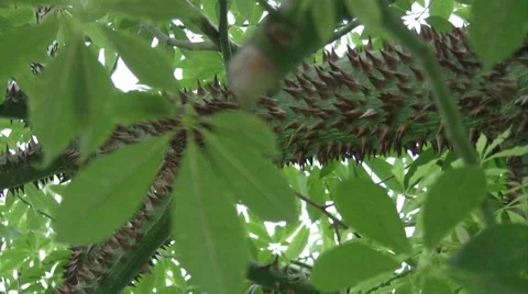Chorisia speciosa tree Stock Footage 41818649