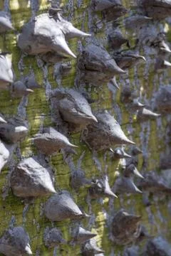 Chorisia tree trunk with sharp thorns Stock Photos