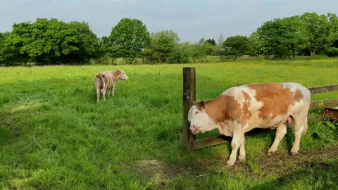CHORLEY 12 May 2024; Simmental, Swiss Fleckvieh dairy cows. 4k Video Stock Footage 274937817