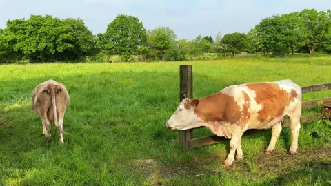Chorley 12 May 2024; Simmental, Swiss Fleckvieh dairy cows. 4K Video Stock Footage 274937818