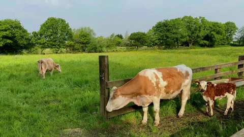 CHORLEY 12 May 2024; Simmental, Swiss Fleckvieh dairy cows. 4k Video Stock Footage 274937822