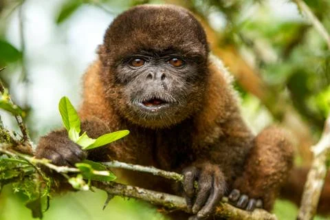 Chorongo monkey eating and making direct eye contact with the camera in the Foto stock