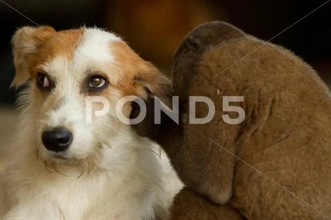 Chorongo Monkey Sharing Secrets With A Dog Stock Photos