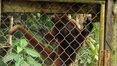 A chorongo woolly monkey or Lagothrix holding on to a metal fence of a cage Stock Footage 142758881