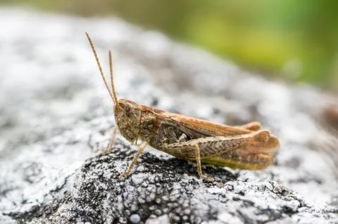 Chorthippus biguttulus (grasshopper) on a small stone Fotos Stock