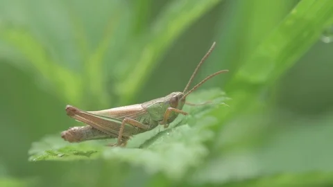 Chorthippus parallelus - meadow grasshopper Video stock 77263600