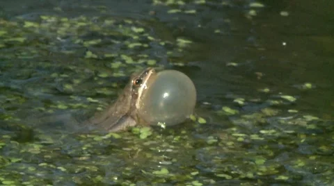 Chorus frog croaking2.mp4 Stock-Footage 8516741