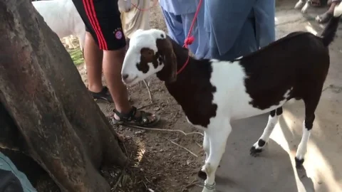 Chosing a goat to purchase2 Stock Footage 77588415