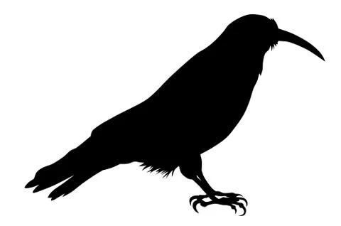 Chough Stock Illustration