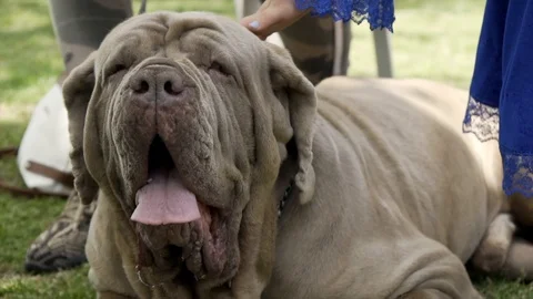Chow chow dog Stock Footage 107193076