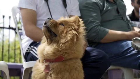 Chow Chow dog muzzle close-up, Stock Footage 107192596