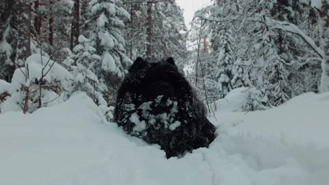 Chow Chow Dog In Winter Forest Stockbeeldmateriaal 200830930