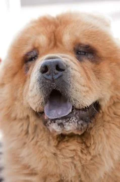 Chow Chow Stock Photos