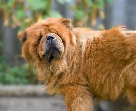 Chow-chow Stock Photos