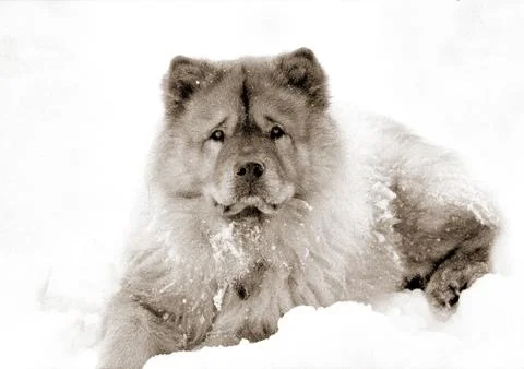Chow Chow Stock-Fotos
