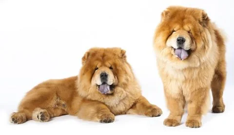 Chow chow Stock Photos