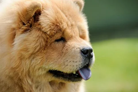 Chow Chow portrait 写真素材